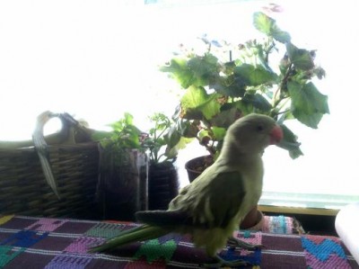 גאנגה יוני 2012.jpg