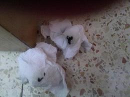 גאנגה לשלשת.jpg