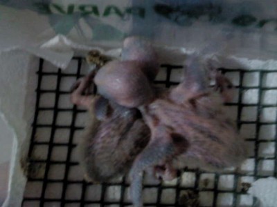 הגוזלים ביום הוצאתם מהקן