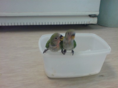 הגוזלים היום