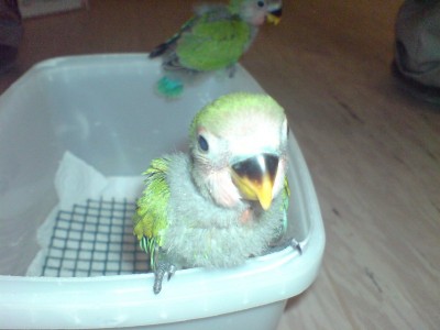 הגוזלים היום