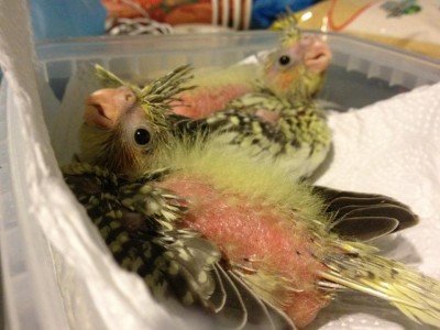 תמונה מיום שלישי.. היום הם כבר יותר מנוצים..