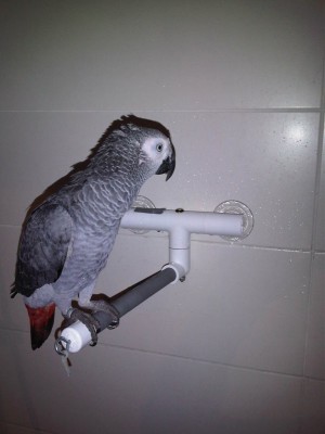 rsz_shower.jpg