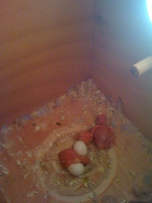 אחרי הבקיעה