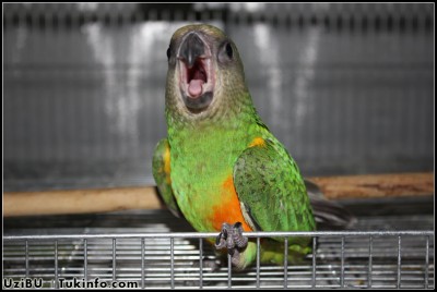 Senegal2.JPG