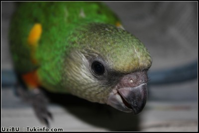 Senegal3.JPG