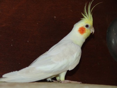 פאלוו או לוטינו קינמון