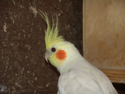 פאלוו או לוטינו קינמון