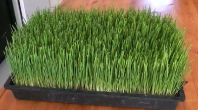 הנבטת חיטה.JPG