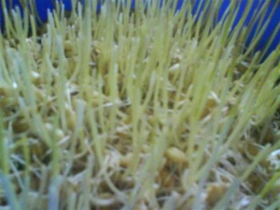 DSC00195 (Small).JPG