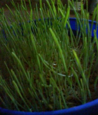 DSC00196 (Small).JPG