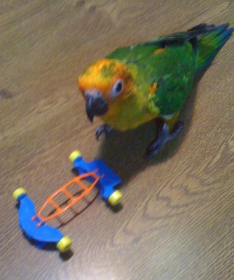 ילמד לרכב על סקייטבורד?