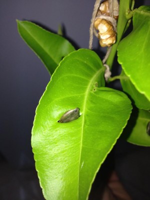 הדרך להשתיל את גרעיני הדלעת(או כל גרעין אחר)