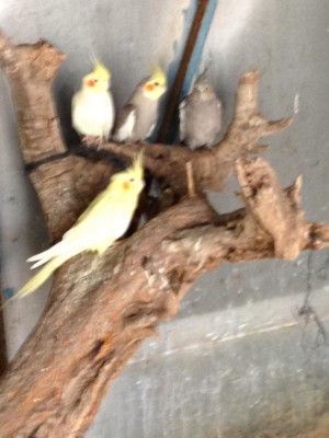 הקוקטילים המקסימים