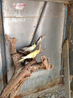 קוקטילים מקסימים