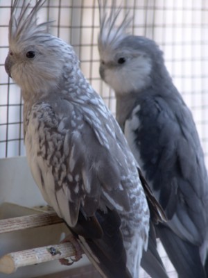 white face2.jpg