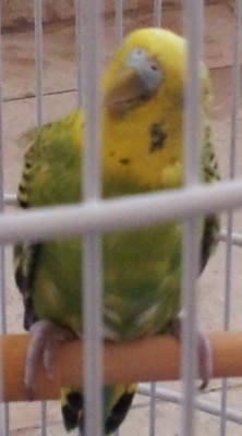 תמונה של לוקה