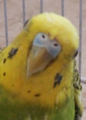 תמונה של לוקה