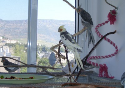 מוחתמים: פיידים, אלבינו ואפור רגיל