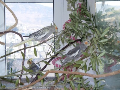 הזוג: נקבה פנינה למעלה, זכר פייד למטה. מימין האפור הרגיל