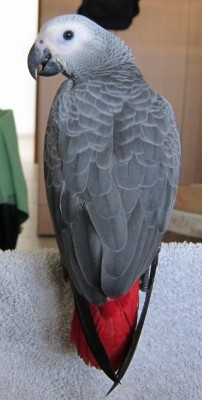 IMG_0419 (403x800).jpg