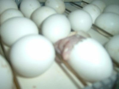 גם אחי יוצא