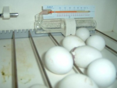 כך צפוף כאן.JPG