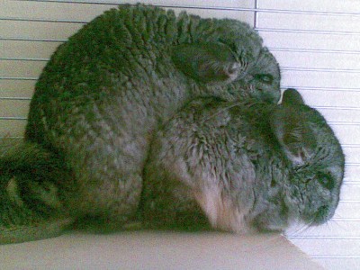 זוג הצ'ינצ'ילות שלי ..