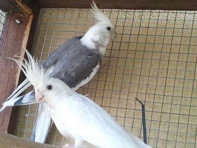 הורים: זכר וויט פייס פייד ונקבה אלבינו