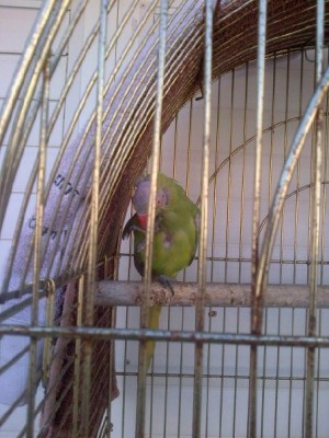 תמונה של התוכי המקריח ..