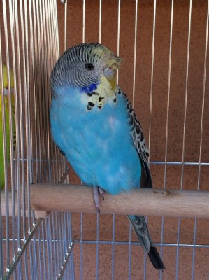 IMG_1341 (Large).JPG