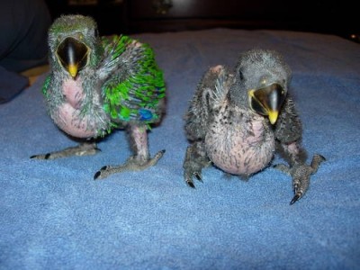 שלושה שבועות.jpg