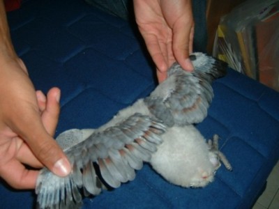 לאחי יש פסים אדומים.JPG