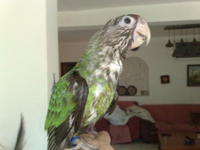 קייפ למכירה 1.jpg