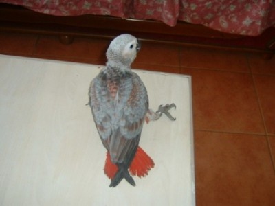 זה הצבע הטיבעי שלי למי ששואל.JPG