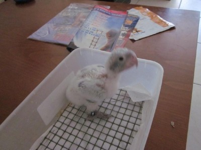 קייפ למכירה 2.jpg