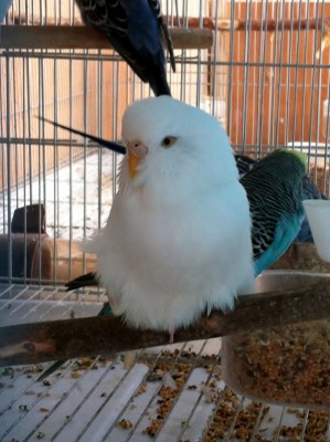 IMG_1404 (Large).JPG