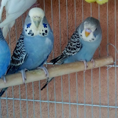 Photo090 (Large).jpg