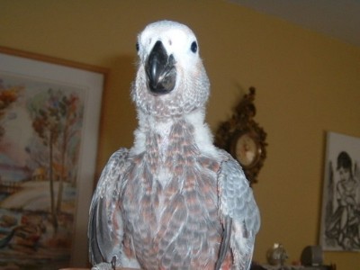 אני תוכי גאה.JPG