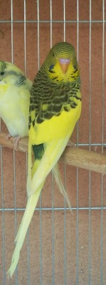 Photo091 - עותק.jpg