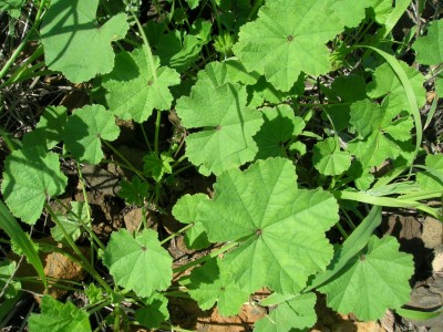 Starr_060405-6902_Malva_parviflora (Large).jpg