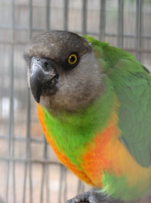 17-face-forward-parrot-446x600.jpg