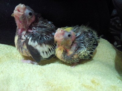 Photo167 (Large).jpg