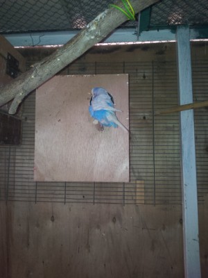 מאכיל את הנקבה אצל החצי אנגליים אין שיוויון זכויות...