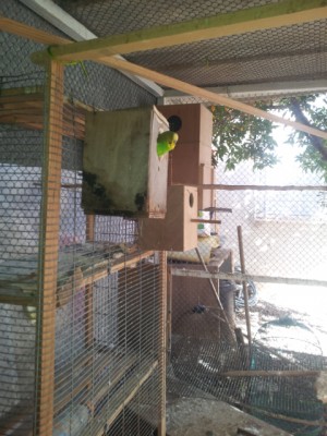 עוזר לדגור לנקבה, זהו שיוויון זכויות !