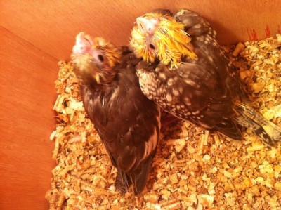 IMG_1589 (Large).JPG