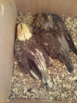 Photo114 (Large).jpg