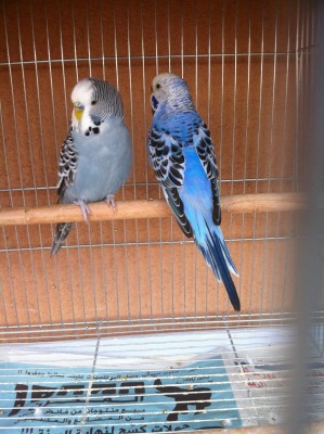 IMG_1598 (Large).JPG