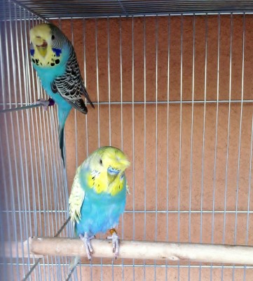 IMG_1602 (Large).JPG