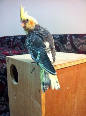 IMG_1625 (Large).JPG